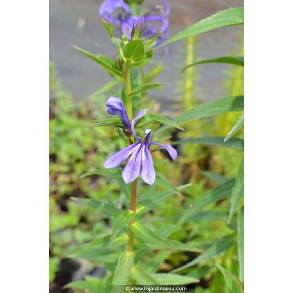LOBELIA sessilifolia