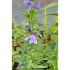LOBELIA sessilifolia LOBELIA sessilifolia