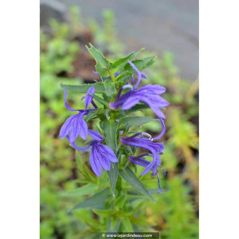 LOBELIA sessilifolia LOBELIA sessilifolia