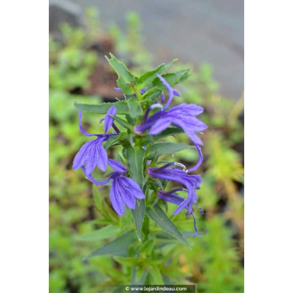 LOBELIA sessilifolia