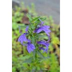 LOBELIA sessilifolia LOBELIA sessilifolia