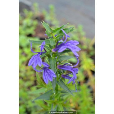 LOBELIA sessilifolia - Lobélie