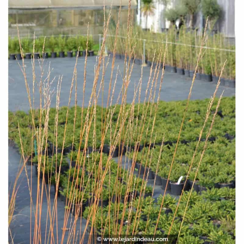 MOLINIA caerulea 'Heidebraut' MOLINIA caerulea 'Heidebraut'