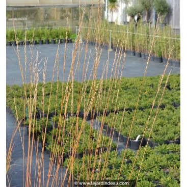 MOLINIA caerulea \'Heidebraut\' - Molinie bleue /  Purple moor grass.