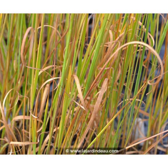 MOLINIA caerulea 'Heidebraut'
