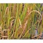 MOLINIA caerulea 'Heidebraut' MOLINIA caerulea 'Heidebraut'