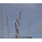 MOLINIA caerulea subsp. arundinacea 'Windspiel' MOLINIA caerulea subsp. arundinacea 'Windspiel'
