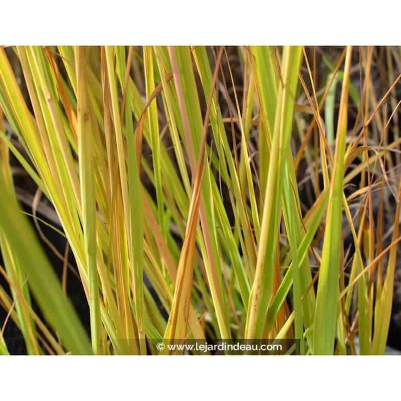 MOLINIA caerulea subsp. arundinacea 'Windspiel' MOLINIA caerulea subsp. arundinacea 'Windspiel'