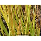 MOLINIA caerulea subsp. arundinacea 'Windspiel' MOLINIA caerulea subsp. arundinacea 'Windspiel'