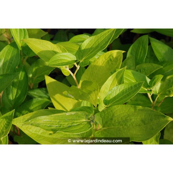 SAURURUS chinensis 'PB 95-85'