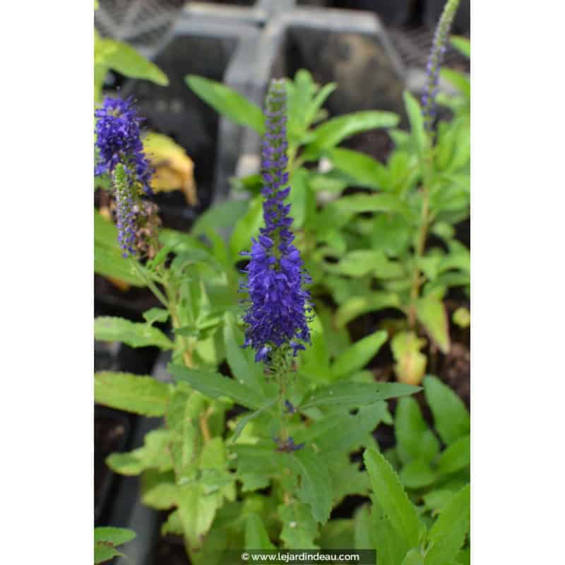 VERONICA 'Blue Indigo' VERONICA 'Blue Indigo'