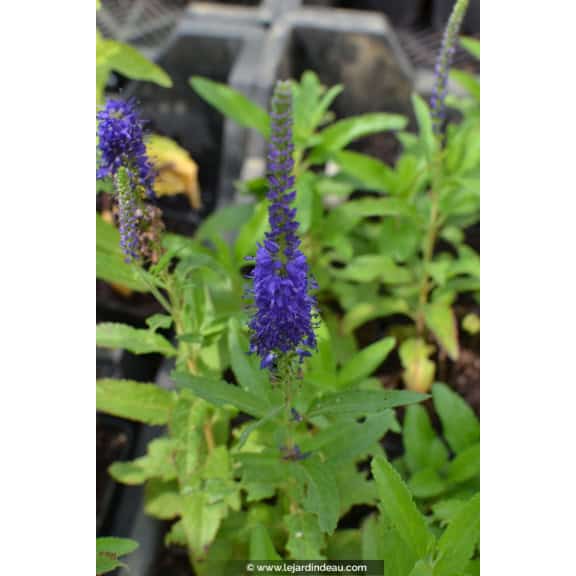 VERONICA 'Blue Indigo'