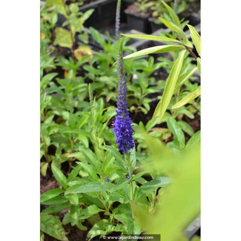 VERONICA 'Blue Indigo' VERONICA 'Blue Indigo'