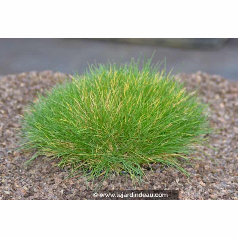 FESTUCA scoparia FESTUCA scoparia