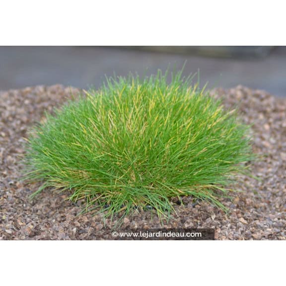 FESTUCA scoparia