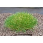 FESTUCA scoparia FESTUCA scoparia