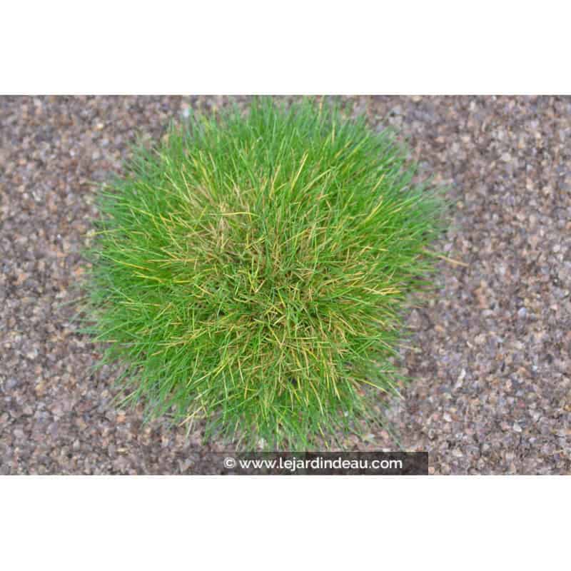 FESTUCA scoparia FESTUCA scoparia