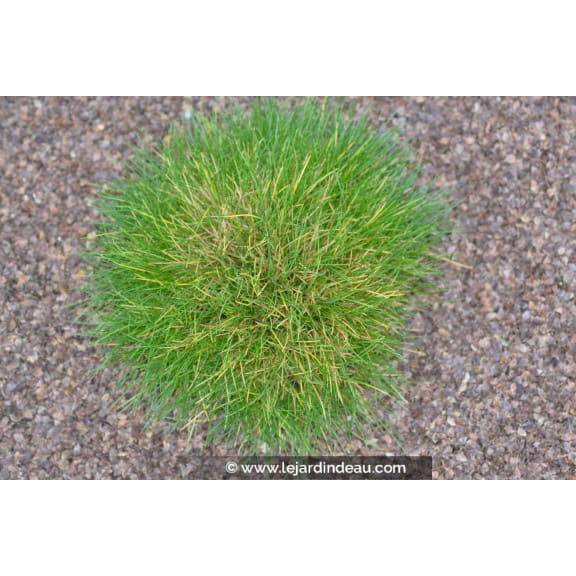 FESTUCA scoparia