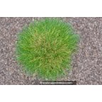 FESTUCA scoparia FESTUCA scoparia