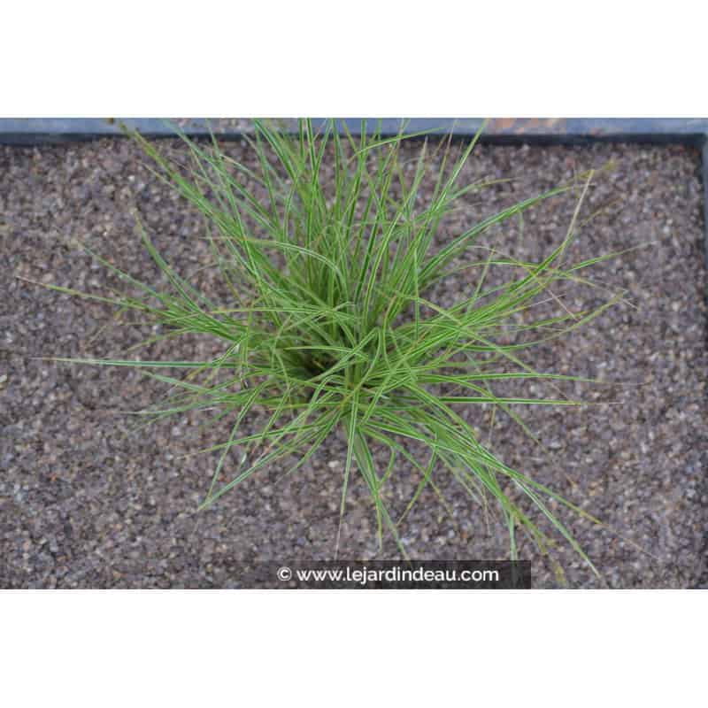 CAREX brunnea 'Variegata' CAREX brunnea 'Variegata'