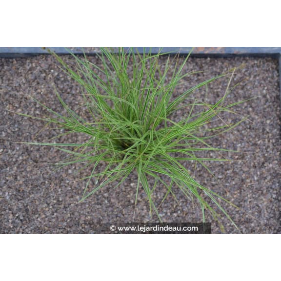 CAREX brunnea 'Variegata'