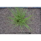 CAREX brunnea 'Variegata' CAREX brunnea 'Variegata'