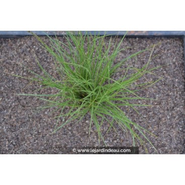 CAREX brunnea \'Variegata\' - Laîche panaché