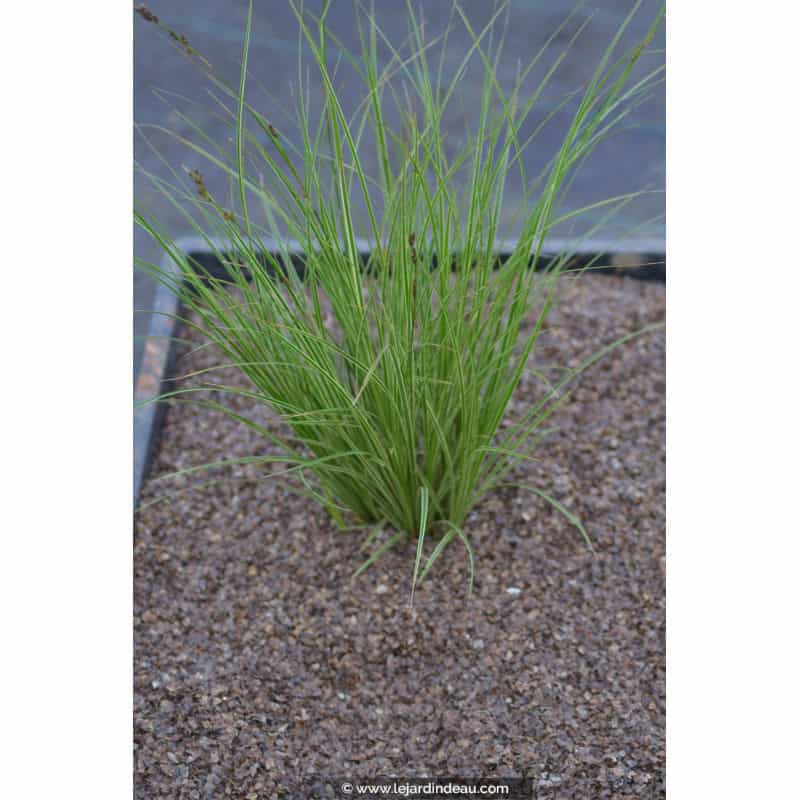 CAREX brunnea 'Variegata' CAREX brunnea 'Variegata'
