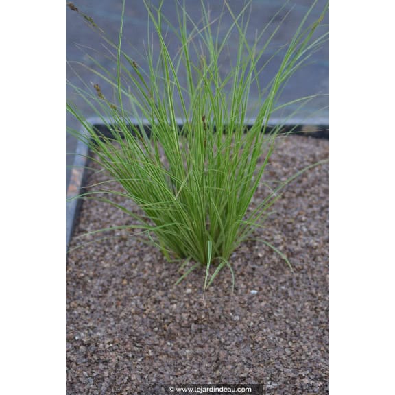 CAREX brunnea 'Variegata'
