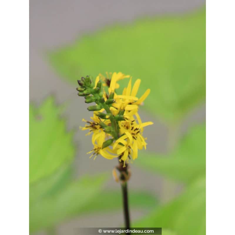 LIGULARIA 'Zepter' LIGULARIA 'Zepter'