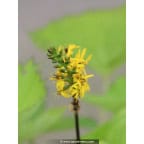 LIGULARIA 'Zepter' LIGULARIA 'Zepter'