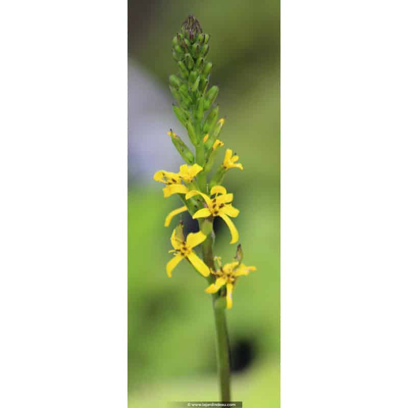 LIGULARIA 'Zepter' LIGULARIA 'Zepter'