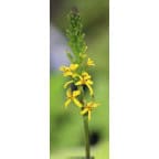 LIGULARIA 'Zepter' LIGULARIA 'Zepter'