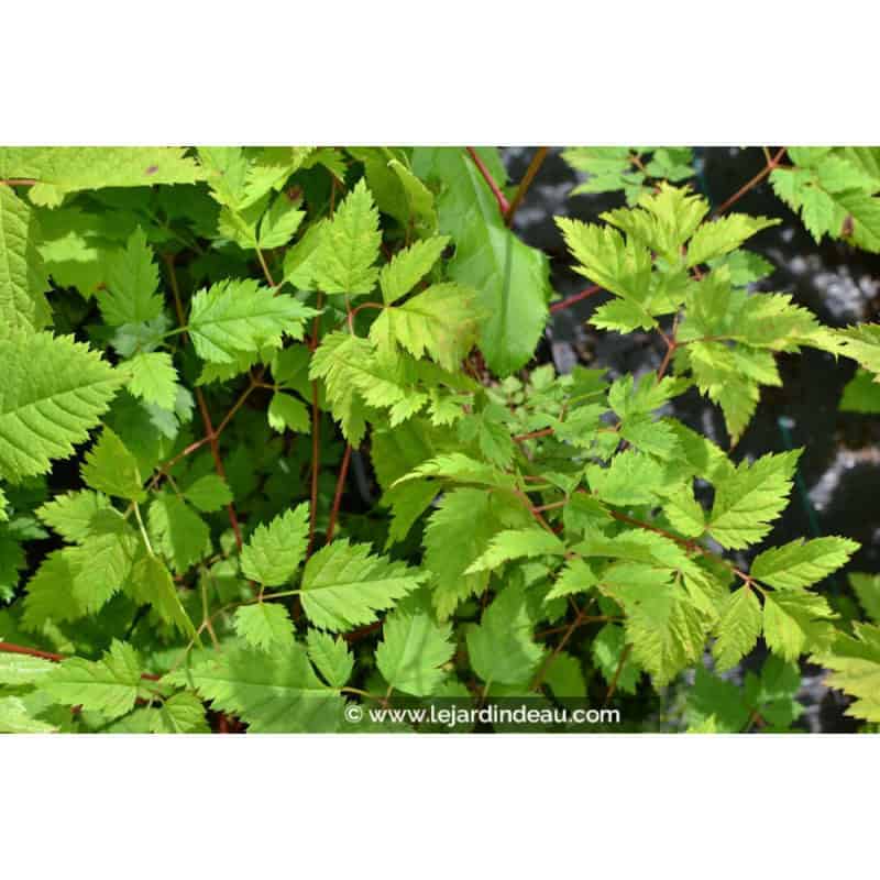 ARUNCUS dioicus 'Horatio' ARUNCUS dioicus 'Horatio'