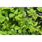 ARUNCUS dioicus 'Horatio' ARUNCUS dioicus 'Horatio'