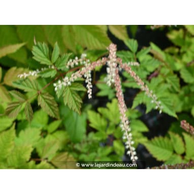 ARUNCUS dioicus \'Horatio\' - Barbe de bouc \'Horatio\'