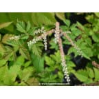 ARUNCUS dioicus 'Horatio' ARUNCUS dioicus 'Horatio'