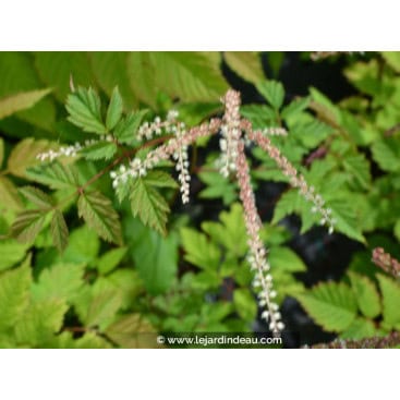 ARUNCUS dioicus \'Horatio\' - Barbe de bouc \'Horatio\'