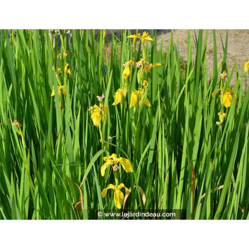 IRIS pseudacorus IRIS pseudacorus