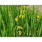 IRIS pseudacorus IRIS pseudacorus
