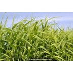 PHRAGMITES australis PHRAGMITES australis