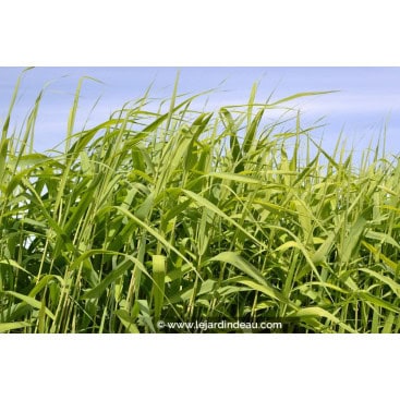 PHRAGMITES australis - Roseau commun /  Common Reed