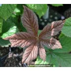 RODGERSIA 'Chocolate Wings' RODGERSIA 'Chocolate Wings'