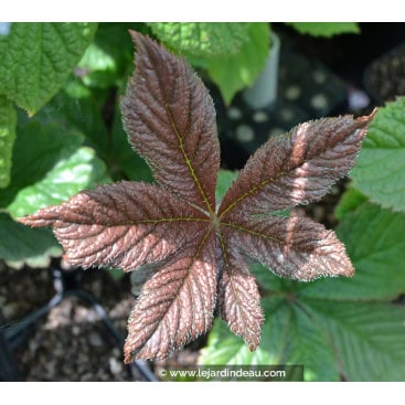 RODGERSIA \'Chocolate Wings\' - Rodgersie