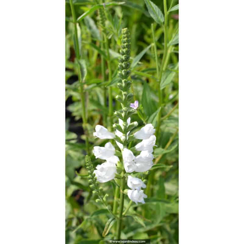 PHYSOSTEGIA virginiana 'Alba' PHYSOSTEGIA virginiana 'Alba'