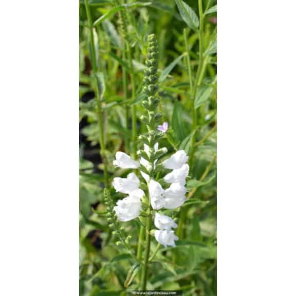 PHYSOSTEGIA virginiana 'Alba'