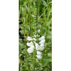PHYSOSTEGIA virginiana 'Alba' PHYSOSTEGIA virginiana 'Alba'