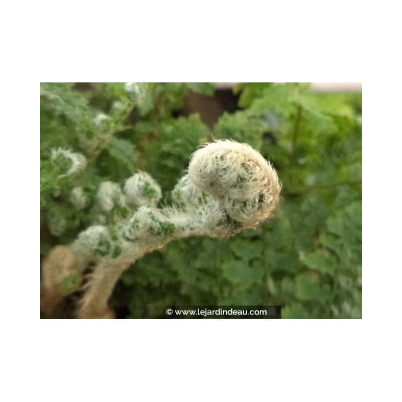 POLYSTICHUM setiferum 'Plumosum Densum' POLYSTICHUM setiferum 'Plumosum Densum'