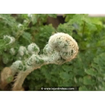 POLYSTICHUM setiferum \'Plumosum Densum\' - Polystic &agrave; soies /  Soft Shield Fern / Aspidie &agrave; cils raides