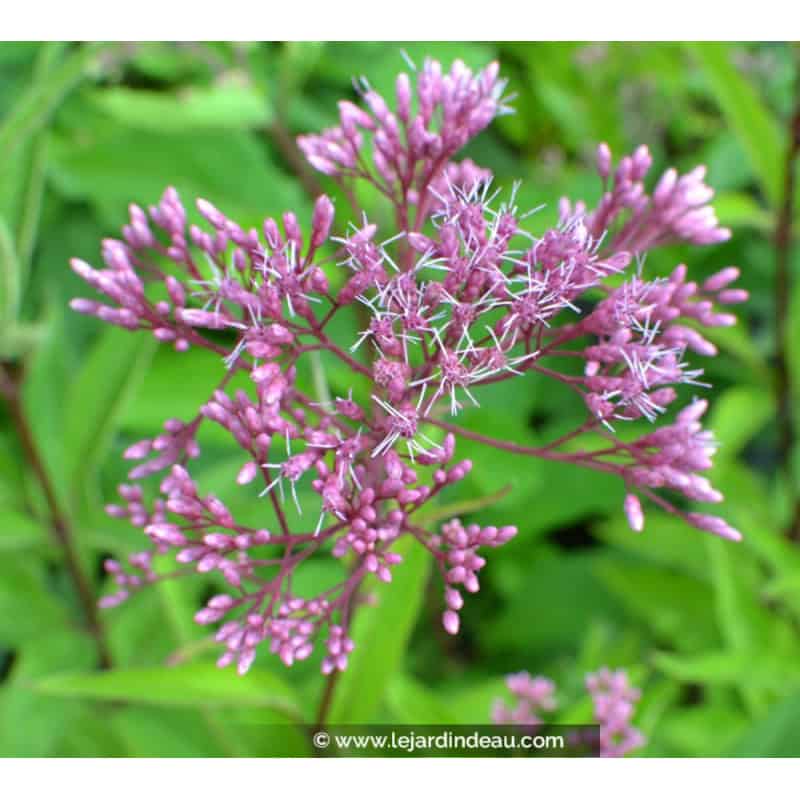 EUPATORIUM purpureum subsp. maculatum 'Glutball' EUPATORIUM purpureum subsp. maculatum 'Glutball'